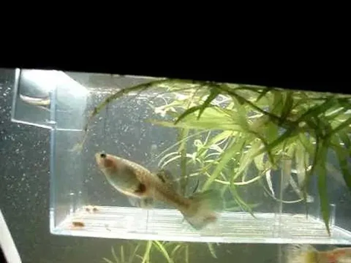 Jak długo trwa ciąża gupika? Odpowiedzi na najważniejsze pytania