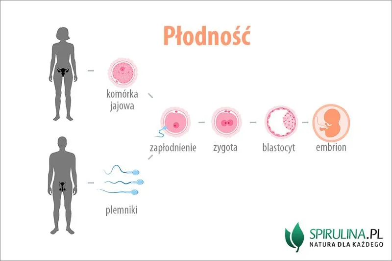 Jak skutecznie zwiększyć szanse na zajście w ciążę? Wskazówki z forum ekspertów
