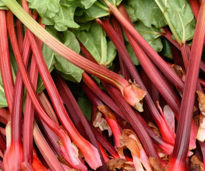 Rabarbar w diecie mamy karmiącej – czy to bezpieczny wybór?