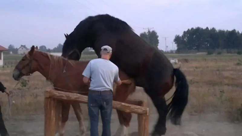 Sekrety rozmnażania koni: Jak konie robią dzieci?
