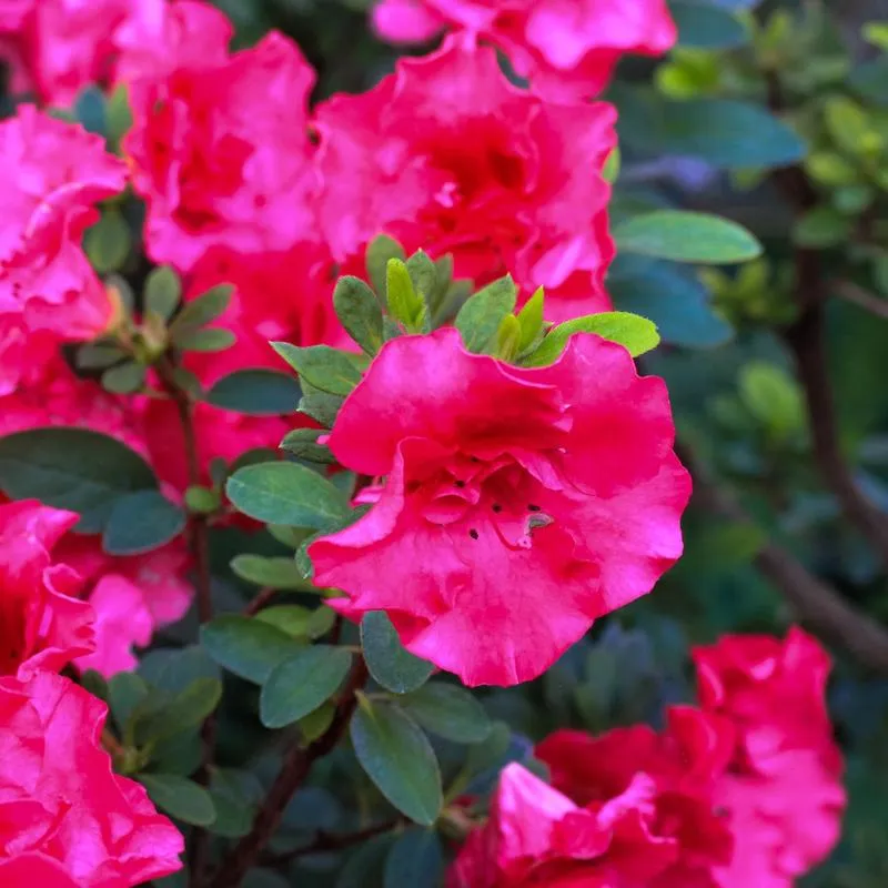 Bezpieczeństwo i alergie w laktacji