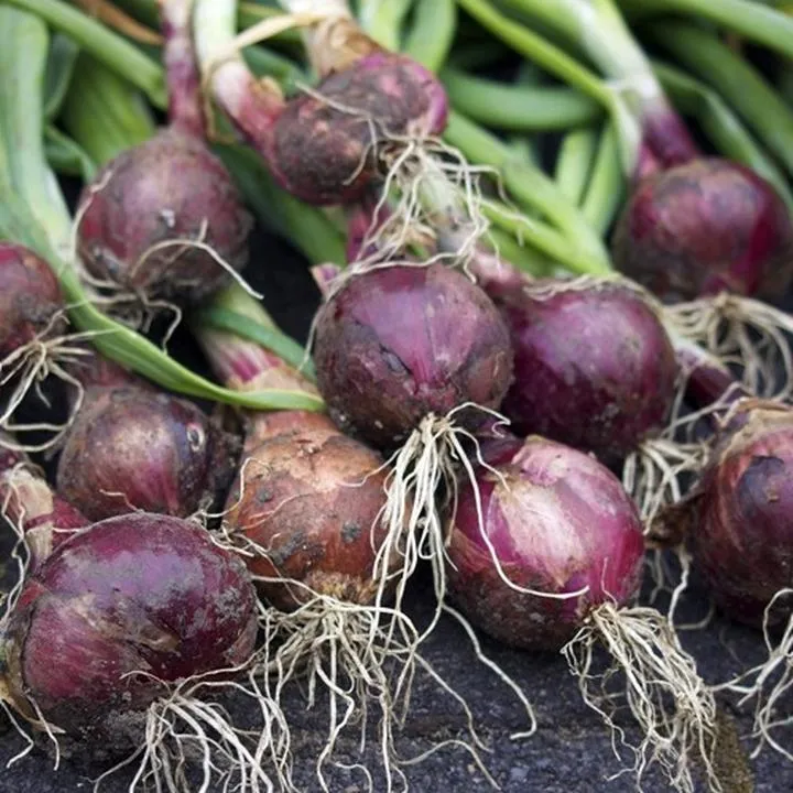 Cebula w diecie rocznego dziecka