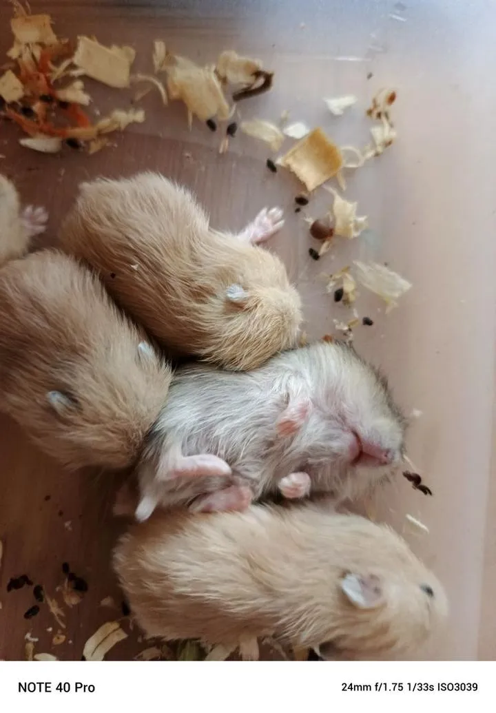 Ciąża u chomika dżungarskiego