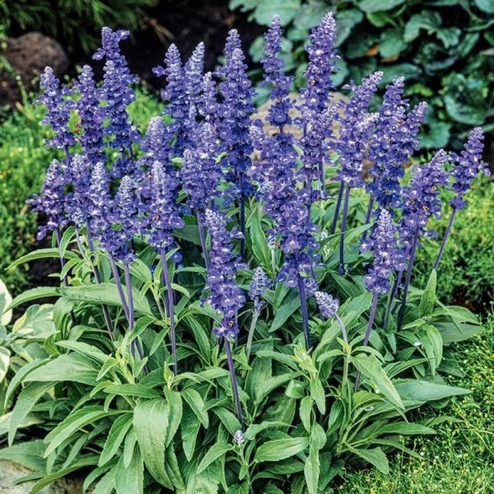 Dawkowanie szałwii w ciąży