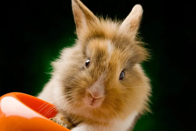 Dieta królików po porodzie