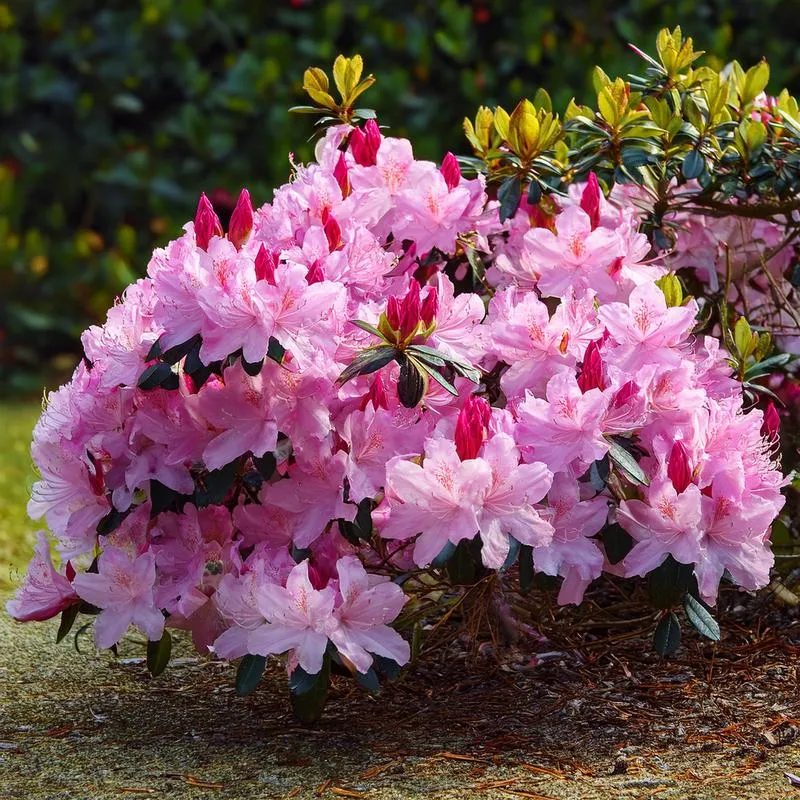 Dieta podczas karmienia piersią