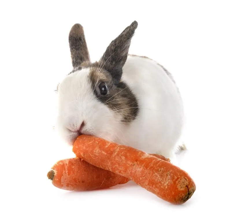 Karmienie karmiącej samicy królika