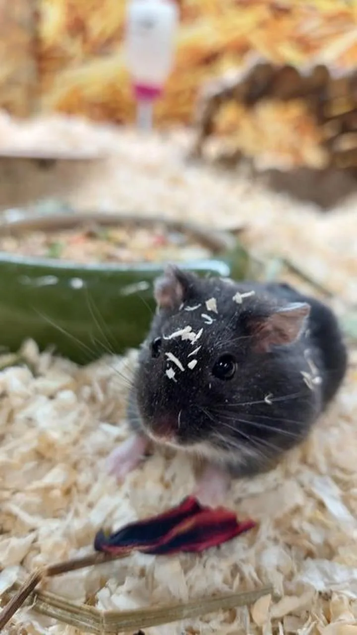 Objawy ciąży u chomika