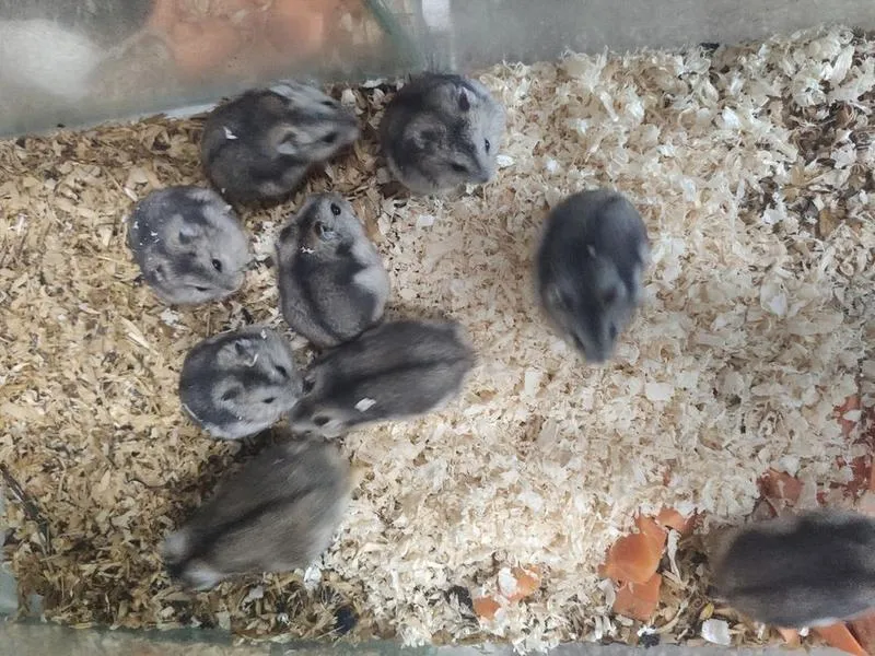 Opieka nad ciężarnym chomikiem