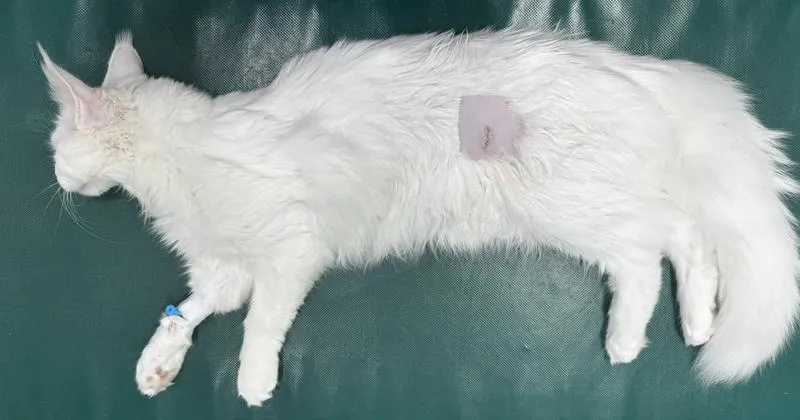 Opieka nad kotką po sterylizacji