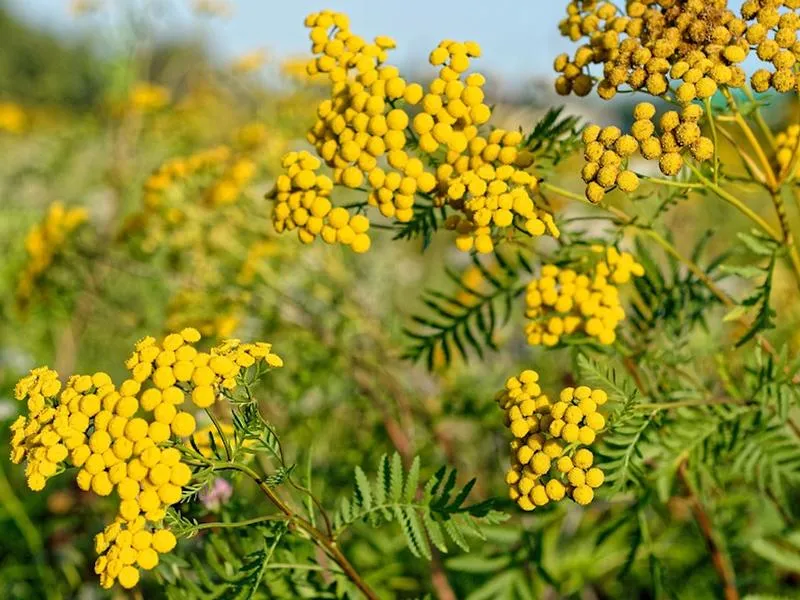 Prawo aborcyjne w Polsce