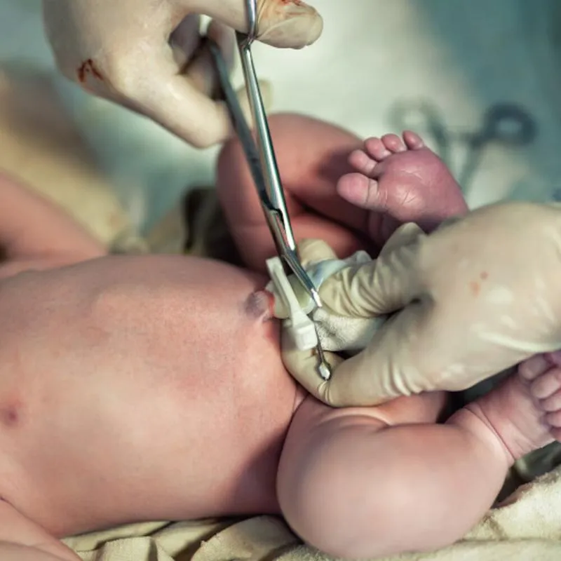 Rozwój pępowiny w ciąży